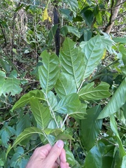 Casearia guianensis