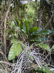 Anthurium crenatum