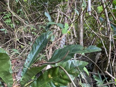 Anthurium crenatum
