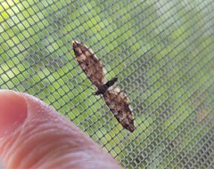 Eupithecia subapicata
