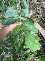 Heteropterys laurifolia
