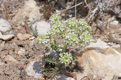 Lepidium montanum montanum