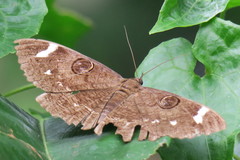 Erebus hieroglyphica