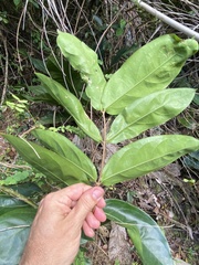 Heteropterys laurifolia