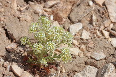 Lepidium montanum montanum