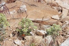 Lepidium montanum montanum