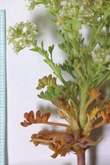 Lepidium montanum montanum