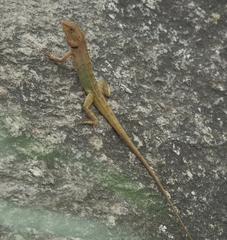 Calotes versicolor