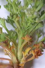 Lepidium montanum montanum