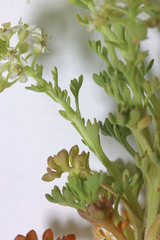 Lepidium montanum montanum