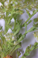 Lepidium montanum montanum
