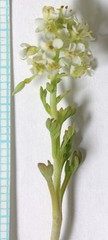 Lepidium montanum montanum