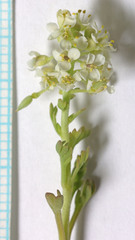 Lepidium montanum montanum