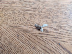 Eupithecia subapicata