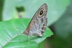Ypthima horsfieldii humei