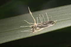 Cordyceps tuberculata image