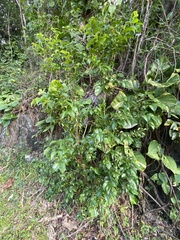 Eugenia biflora
