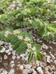 Euphorbia anthonyi