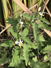 Solanum pilcomayense