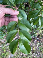 Eugenia biflora