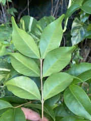 Eugenia biflora