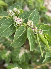 Euphorbia anthonyi