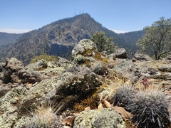 Echinofossulocactus ochoterenaus