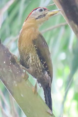 Picus vittatus