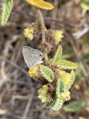 Strymon istapa clarionica