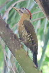Picus vittatus
