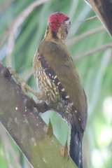 Picus vittatus