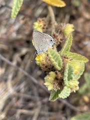 Strymon istapa clarionica