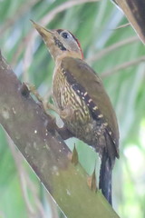Picus vittatus