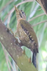 Picus vittatus