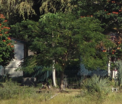 Delonix regia - Leaves