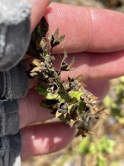 Teucrium townsendii