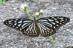 Ideopsis vulgaris macrina