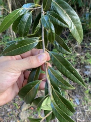 Licaria parvifolia