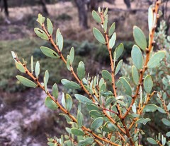Acacia brachybotrya