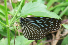 Ideopsis vulgaris macrina