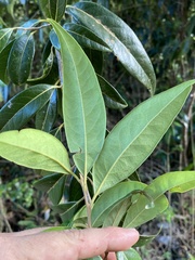 Licaria parvifolia