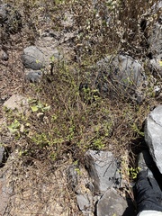 Teucrium townsendii