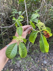 Psychotria glabrata