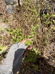 Teucrium townsendii