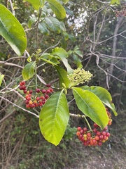 Psychotria glabrata