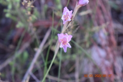 Gladiolus martleyi