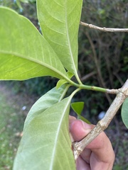Psychotria glabrata