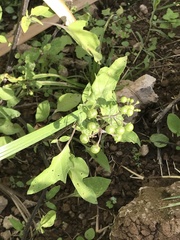 Solanum pilcomayense