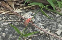 Probergrothius nigricornis