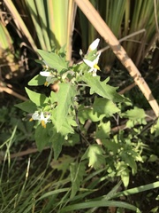 Solanum pilcomayense